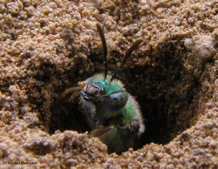 Sweat bee (Agapostemon sp) emerging from burrow