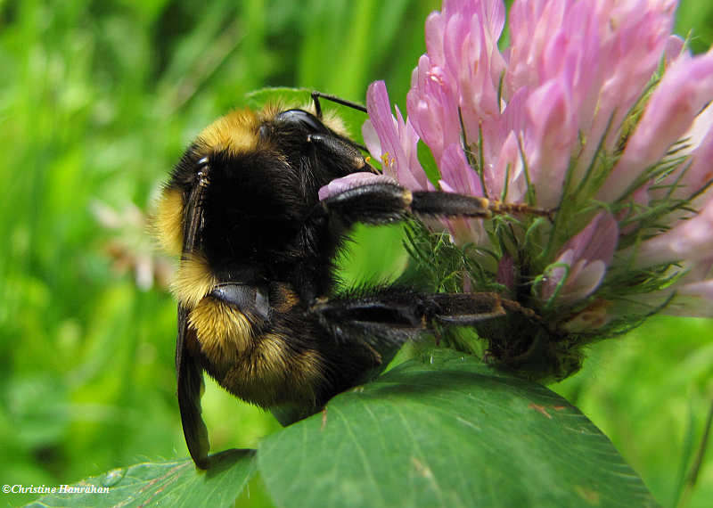 Bumble bee Bombus borealis