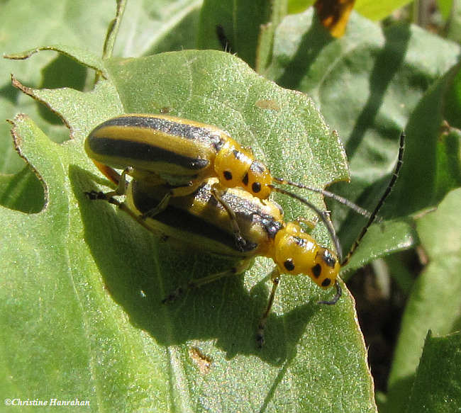 Goldenrod Leaf beetle (Trirhabda canadensis)