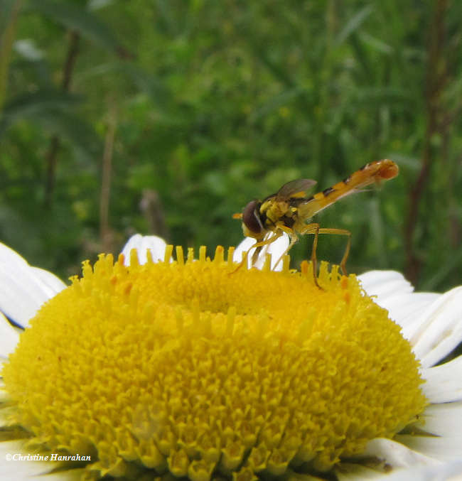 Hover fly (Sphaerophoria sp.)