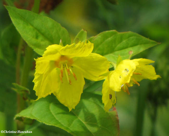 Fringed loosestrife (Lysimachia ciliata)