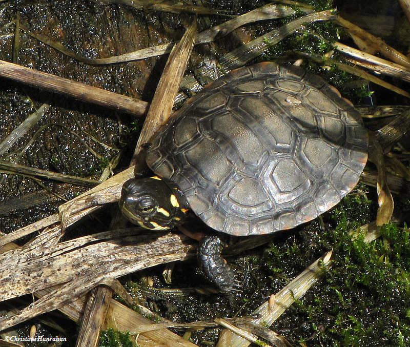 Young painted turtle  (Chrysemys picta)