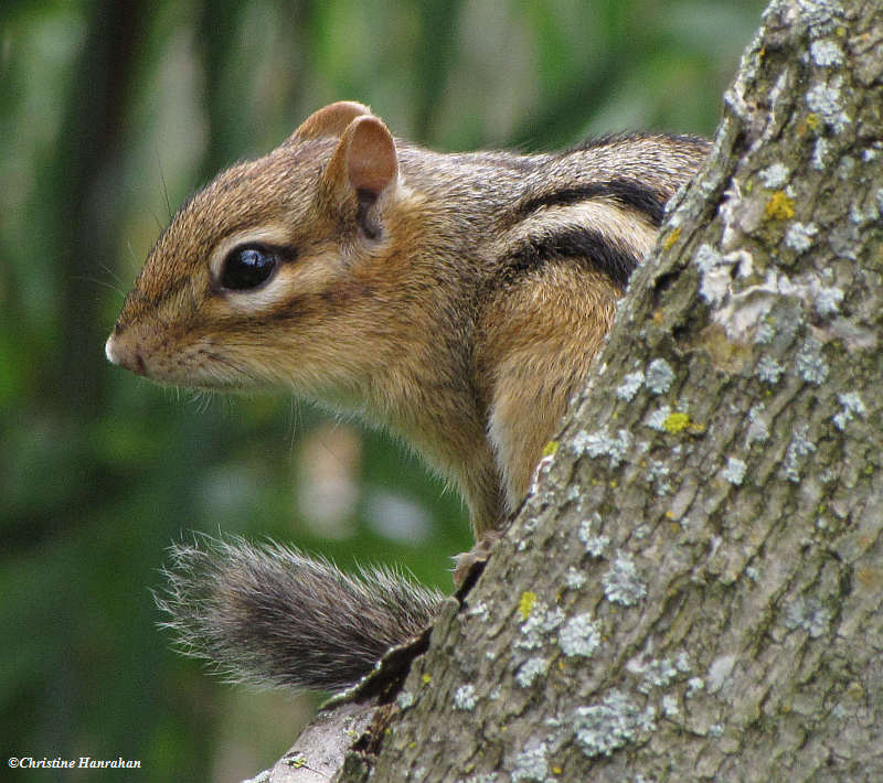 Chipmunk