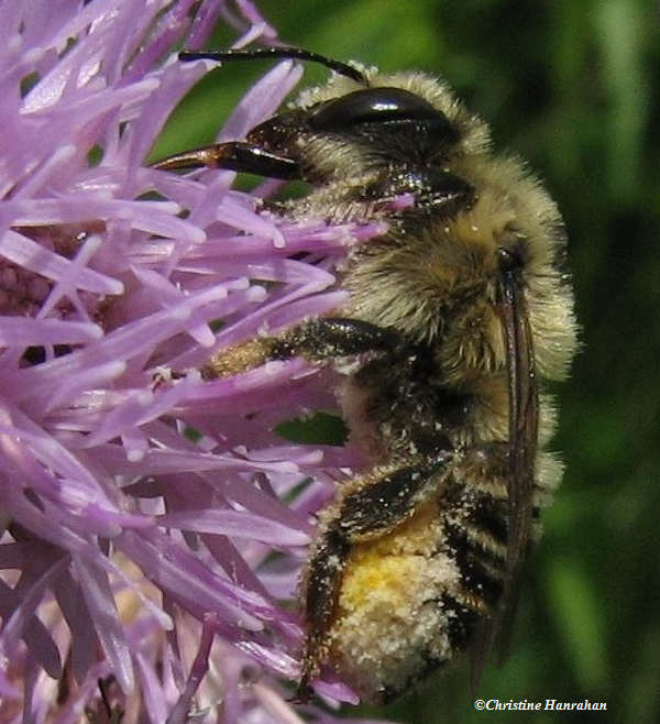 Leafcutter bee (Megachile )