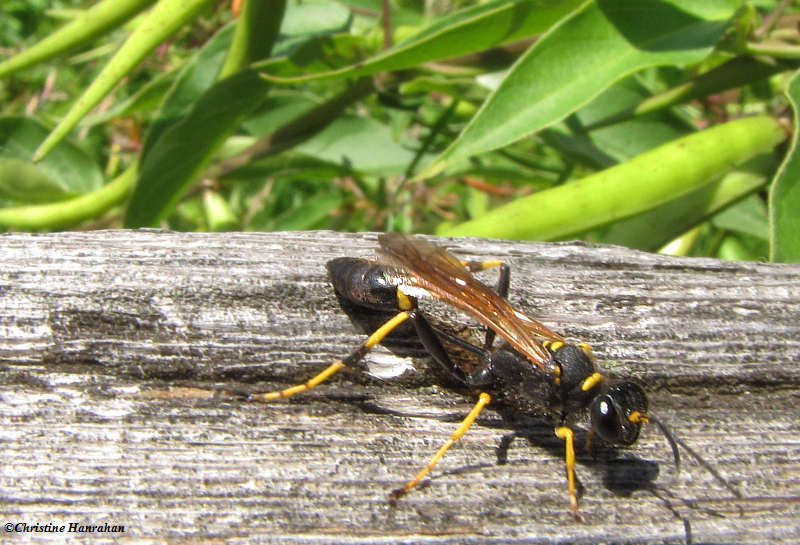 Mud-dauber wasp(Sceliphron caementarium)