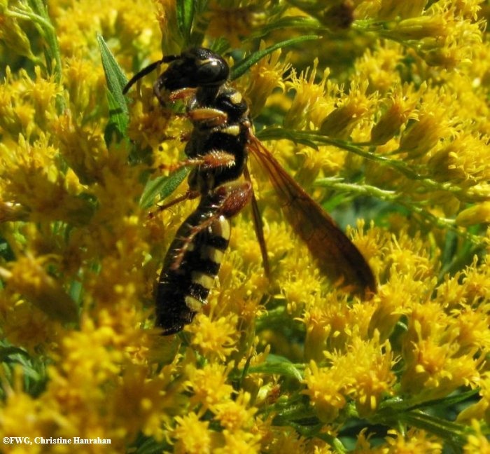 Tiphiid wasp (Myzinum sp.) on goldenrod