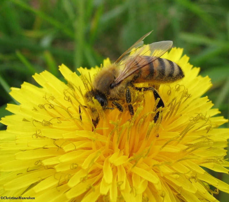 Honey bee  (Apis mellifera)