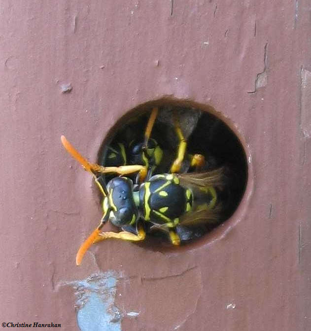 European paper wasp  (<em>Polistes dominula</em>)