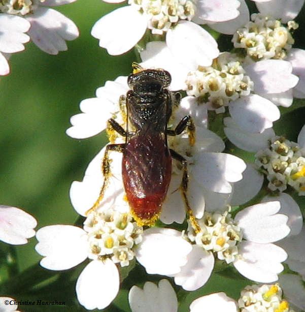 Sweat bee (Sphecodes sp.) on yarrow