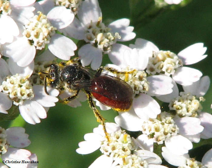 Sweat bee (Sphecodes sp.) on yarrow