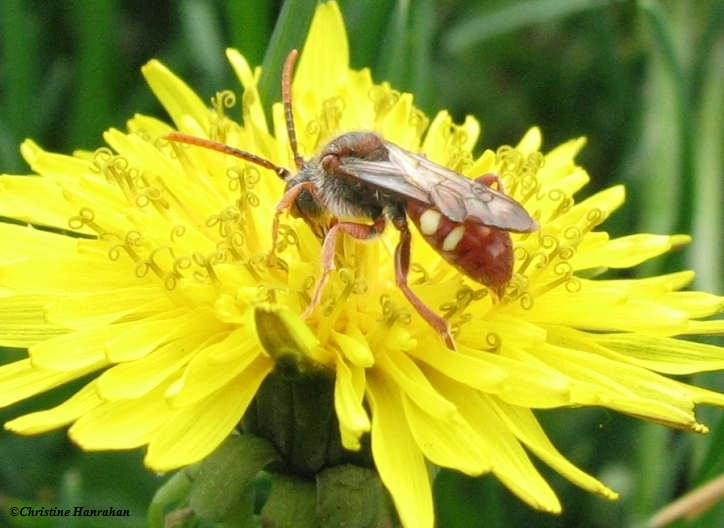 Cuckoo bee  (Nomada sp)