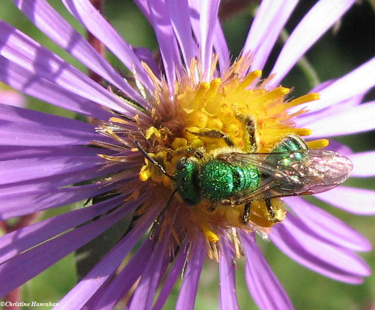 Sweat bee  (Agapostemon sp.) female,  on New England aster