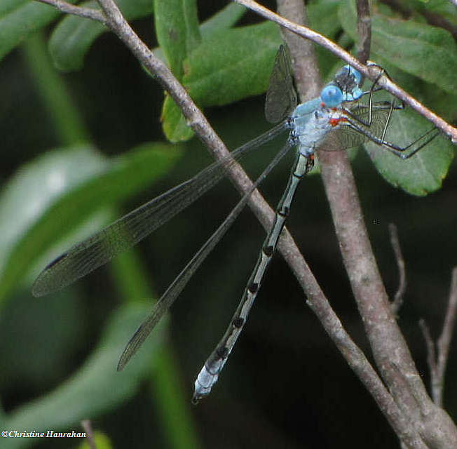 Amber-winged spreadwing (Lestes eurinus) with mites