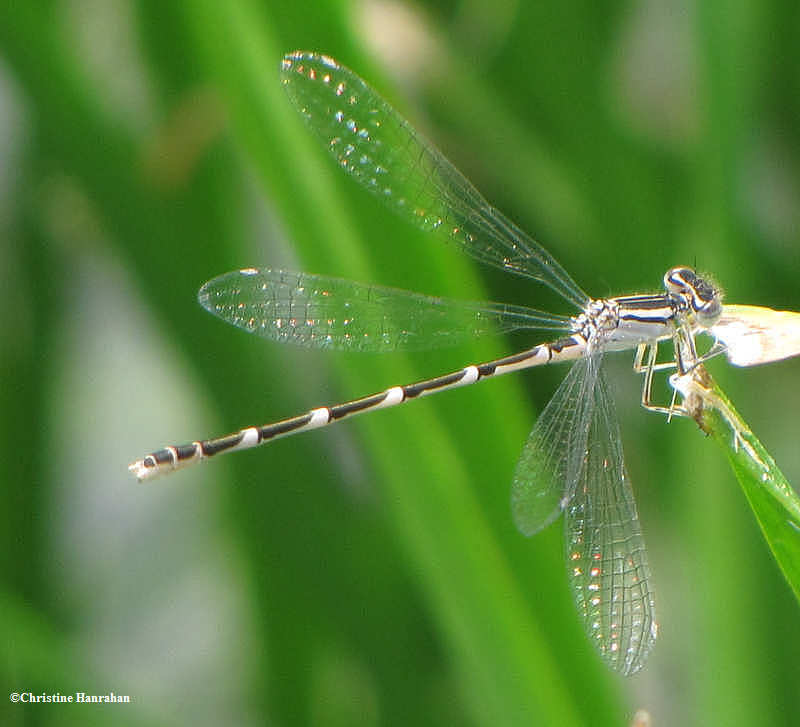 Immature female Bluet sp. (Enallagma)