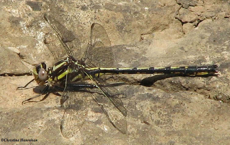 Dusky clubtail (Phanogomphus spicatus)