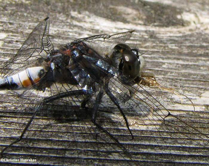 Belted whiteface (Leucorrhinia proxima) with mosquito