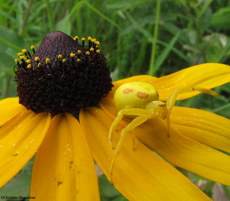 Goldenrod crab spider (Misumena vatia) on Rudbeckia