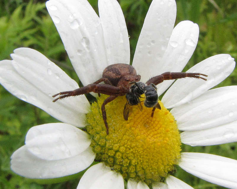 Ground crab spider (Xysticus) and bee