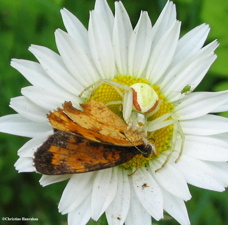 Goldenrod crab spider with northern crescent butterfly