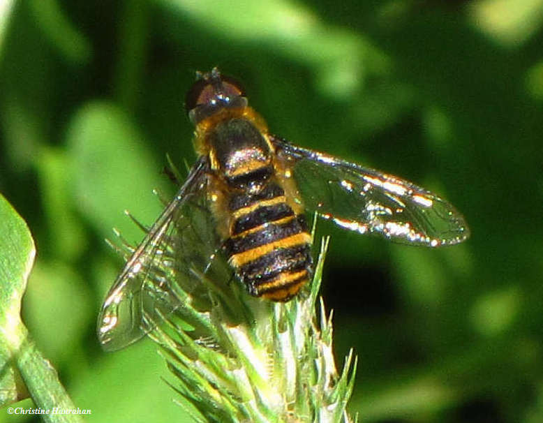 Bee fly (Villa sp.)