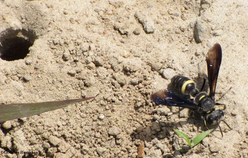 Crabronid wasp (Cerceris fumipennis) by nest hole