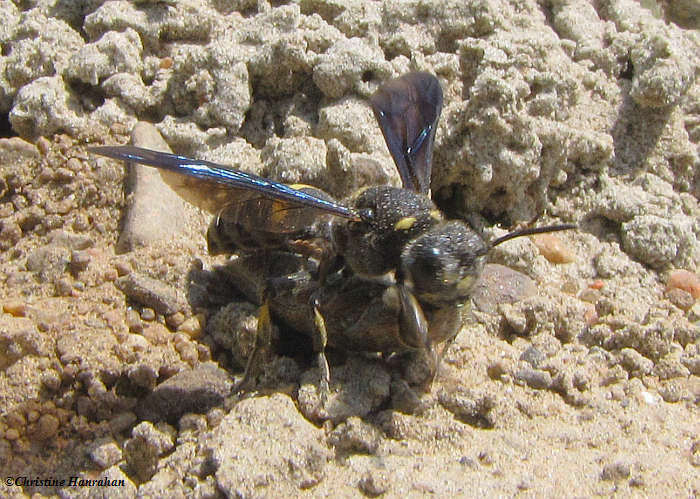 Crabronid wasp (Cerceris fumipennis)  with Buprestid beetle prey