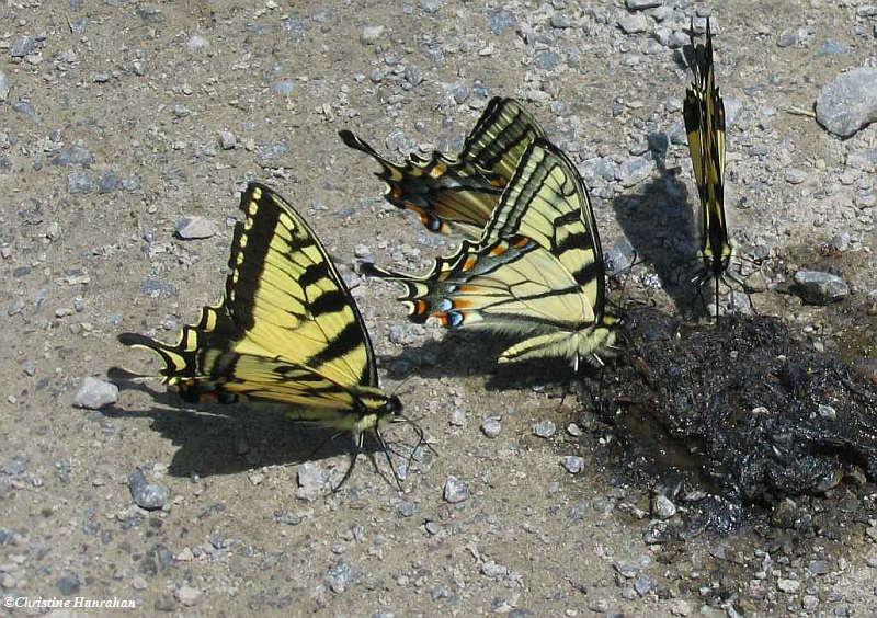 Canadian tiger swallowtails (Papillio canadensis) on scat