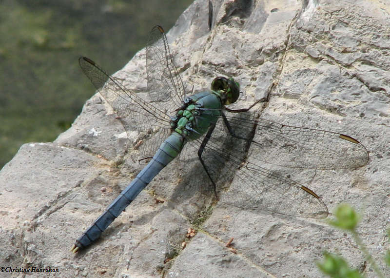 Common pondhawk (Erythemis simplicicollis), male