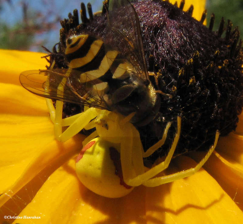Goldenrod crab spider (Misumena vatia)with Syrphid fly