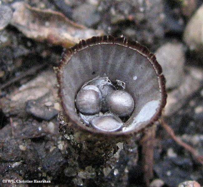 Bird's nest fungi, poss. Cyathus sp.