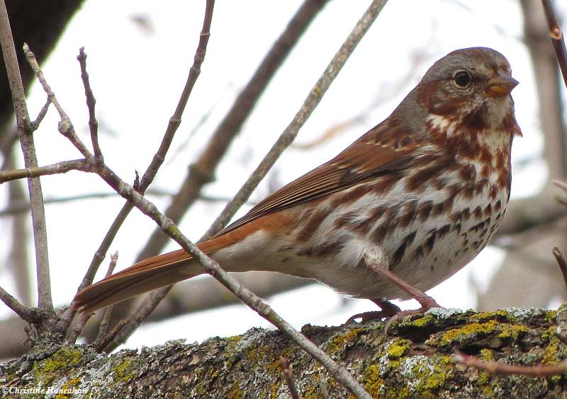 Fox sparrow