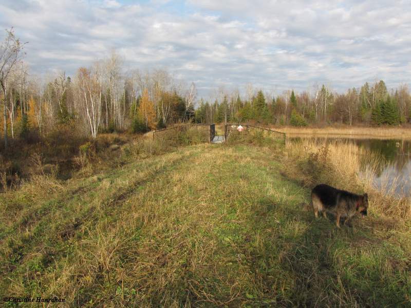 Marlborough forest - Roger's Pond