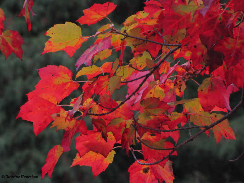Red maple leaves (Acer rubrum)