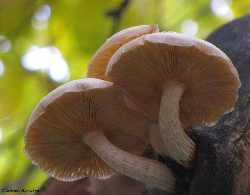 Elm Oyster mushroom (Hypsizgus ulmarius {Pleurotus ulmarius})