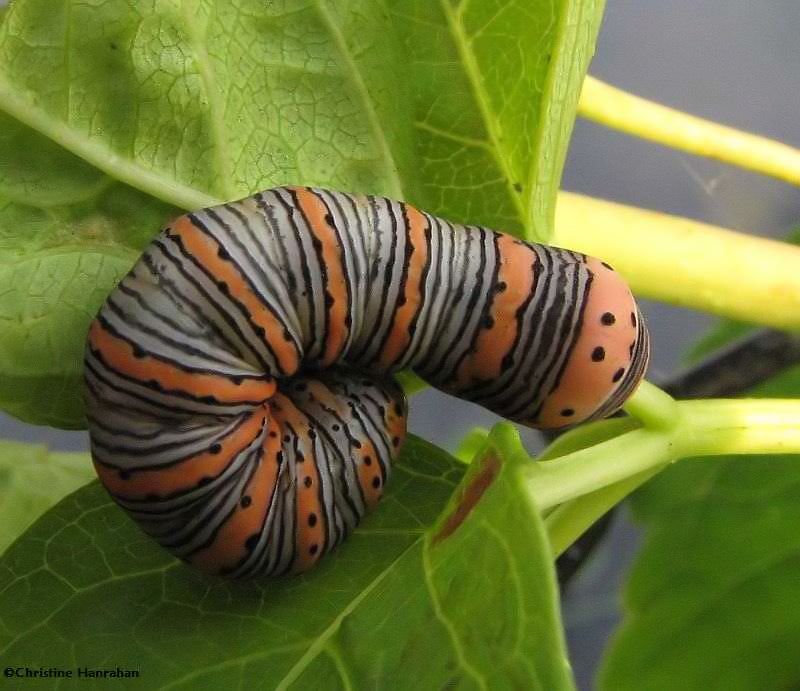 Beautiful wood nymph, caterpillar (Eudryas grata), #9301