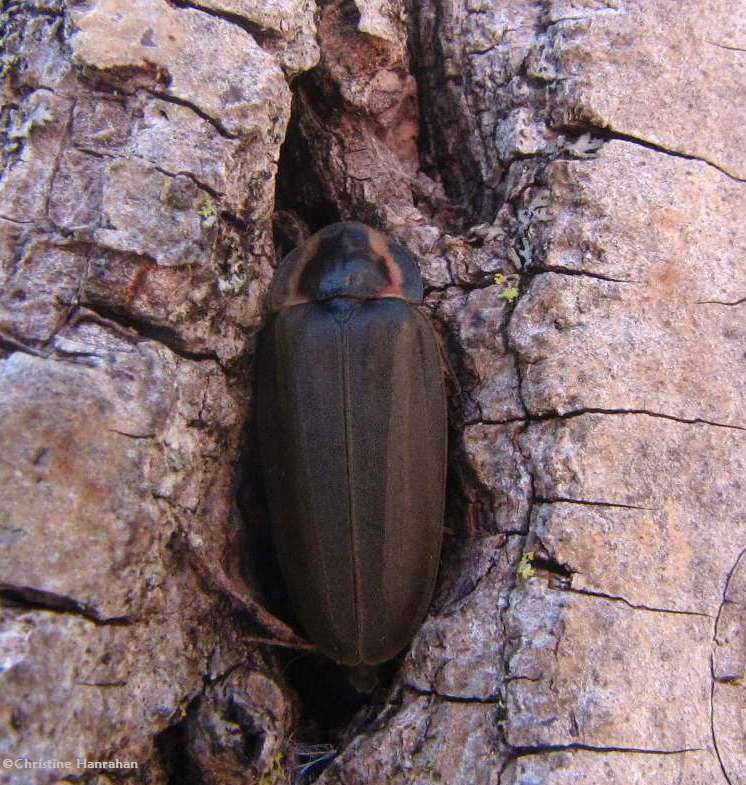 Tucked into the bark:  winter firefly (<em>Ellychnia corrusca</em>)