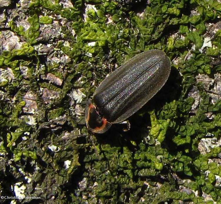 Winter firefly (<em>Ellychnia corrusca</em>)