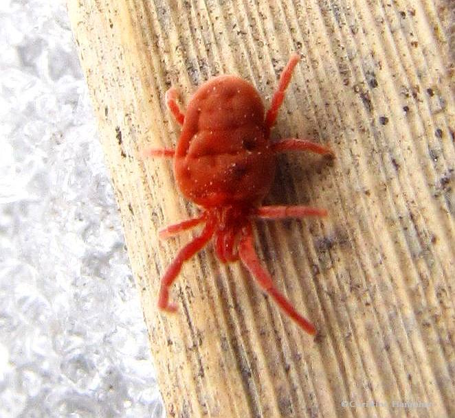 Velvet mite  (Allothrombium)