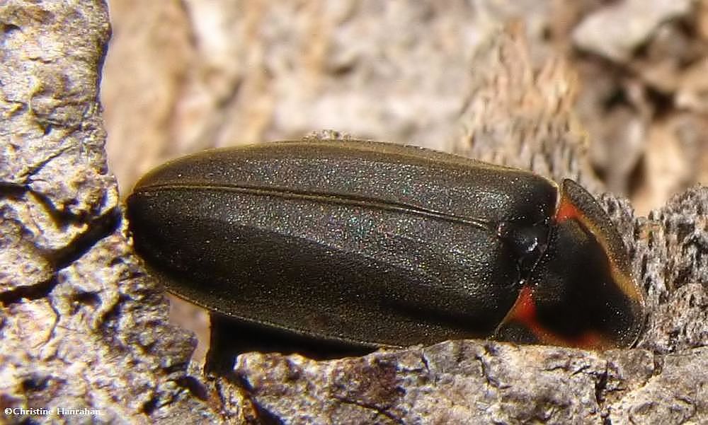 Winter firefly (<em>Ellychnia corrusca</em>)