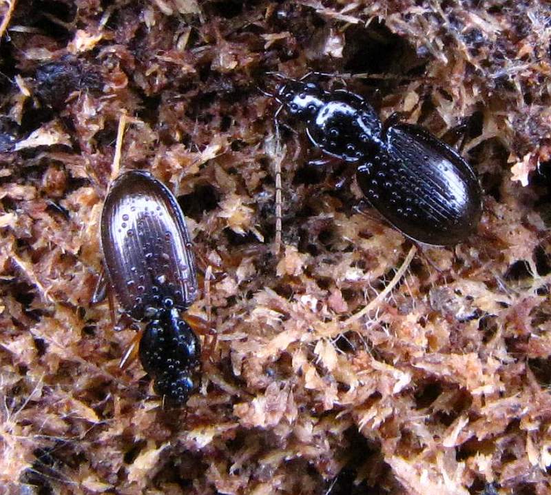 Ground beetles  (Carabid sp.)