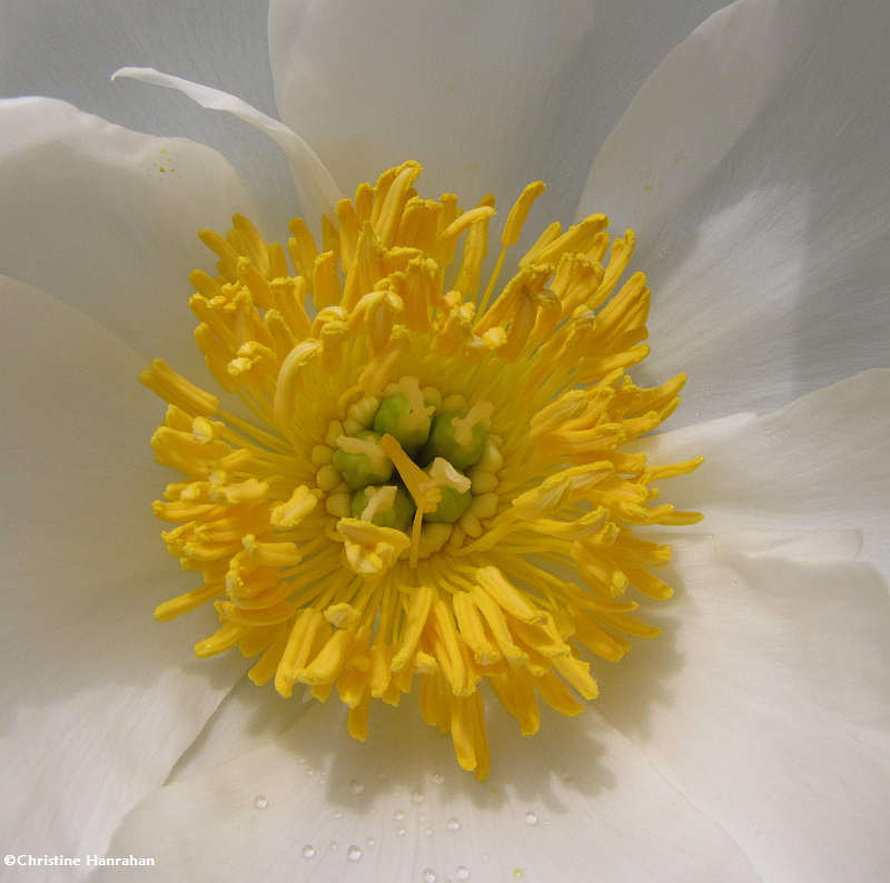 The heart of a peony