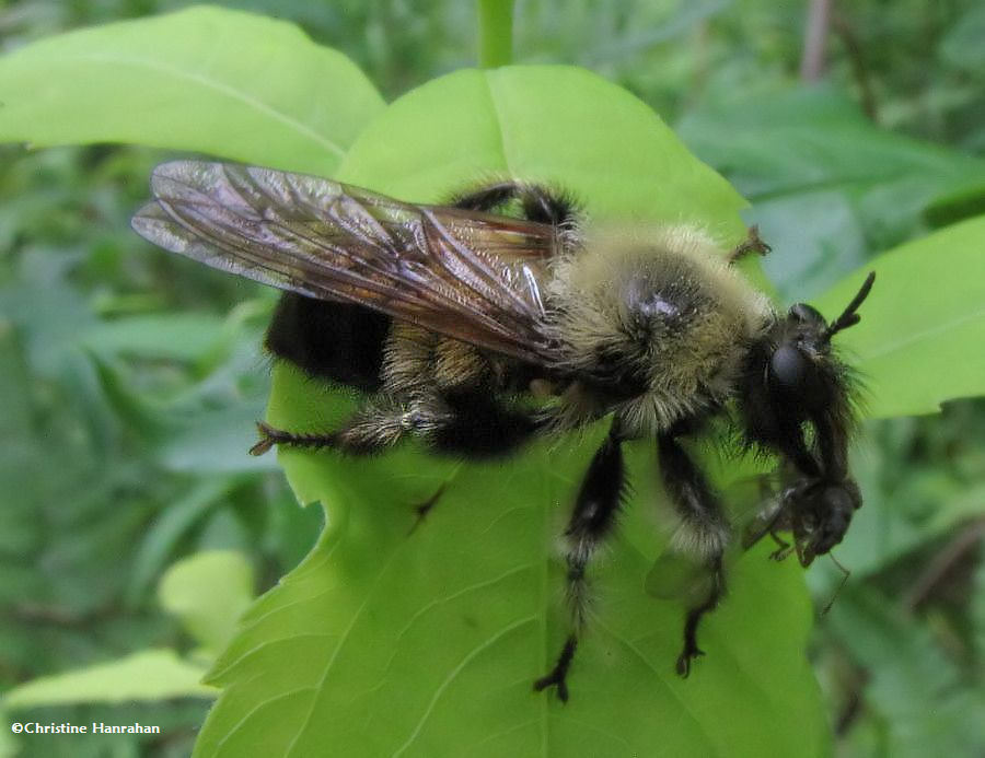 Robber fly (<em>Laphria</em> sp.) a bumblebee mimic