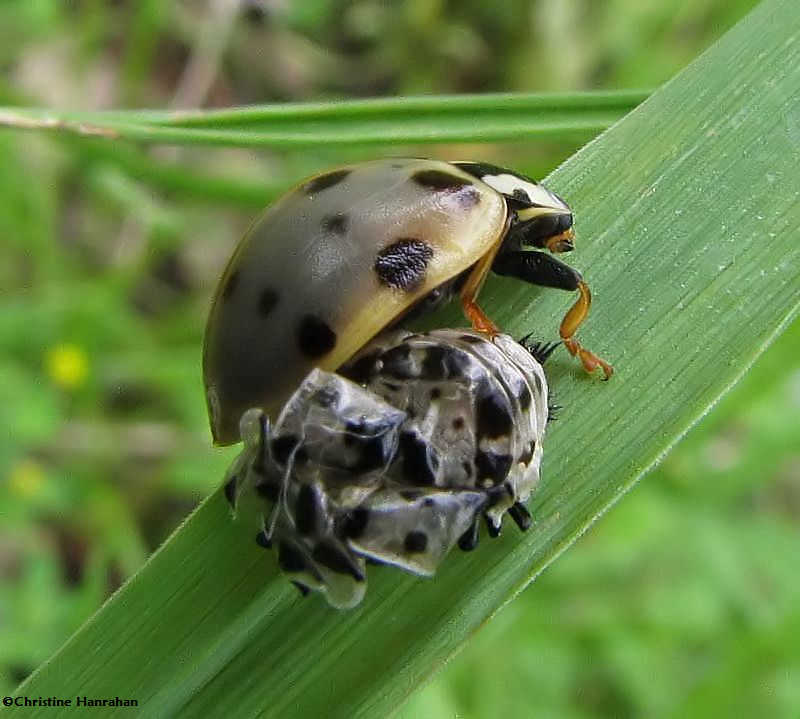 Fifteen-spotted ladybeetle  (Anatis labiculata) emerging from pupal case