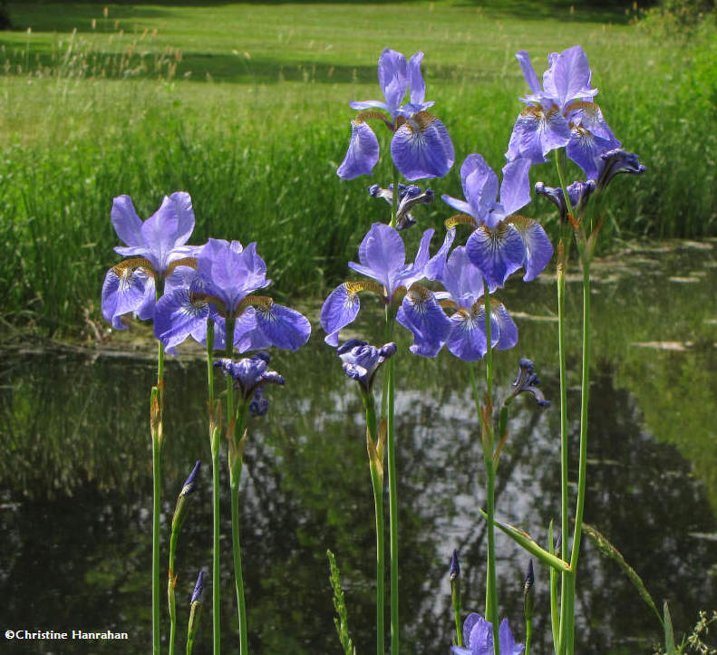 Iris in the Arboretum