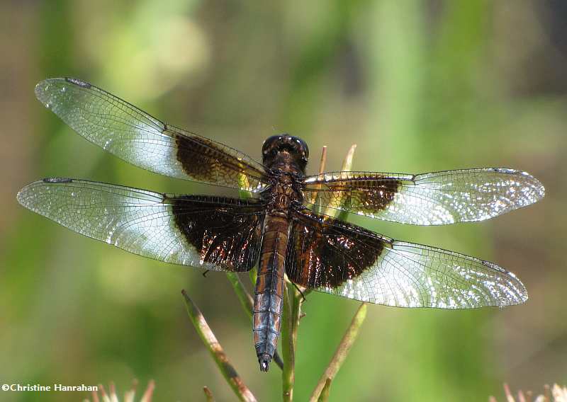 Widow skimmer (Libellula luctuosa), male