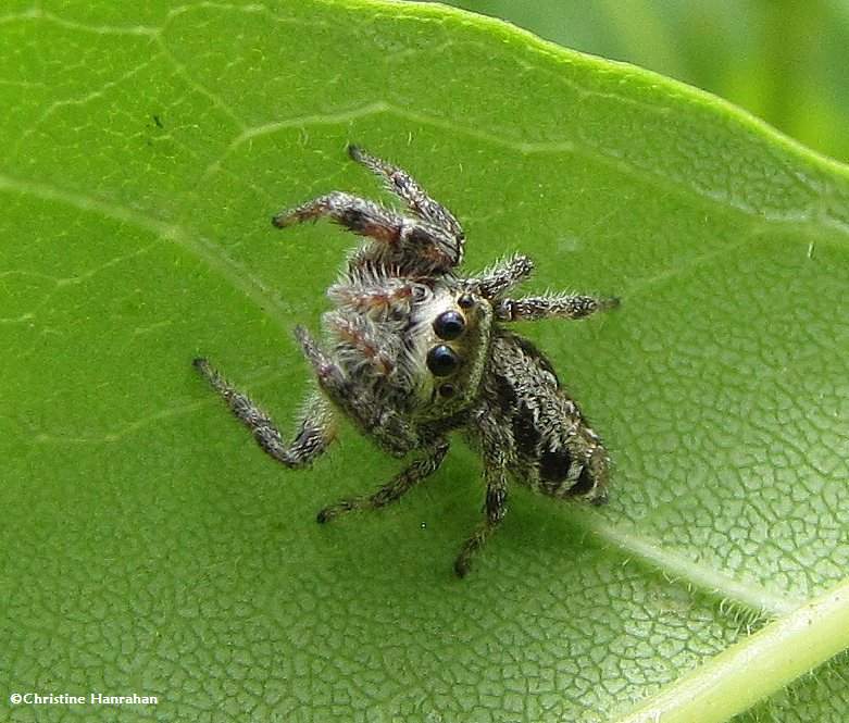 Jumping spider , possibly Eris militaris, female