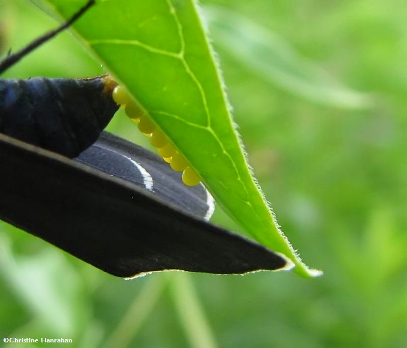 Virginia ctenucha moth laying eggs on Dog-strangling vine