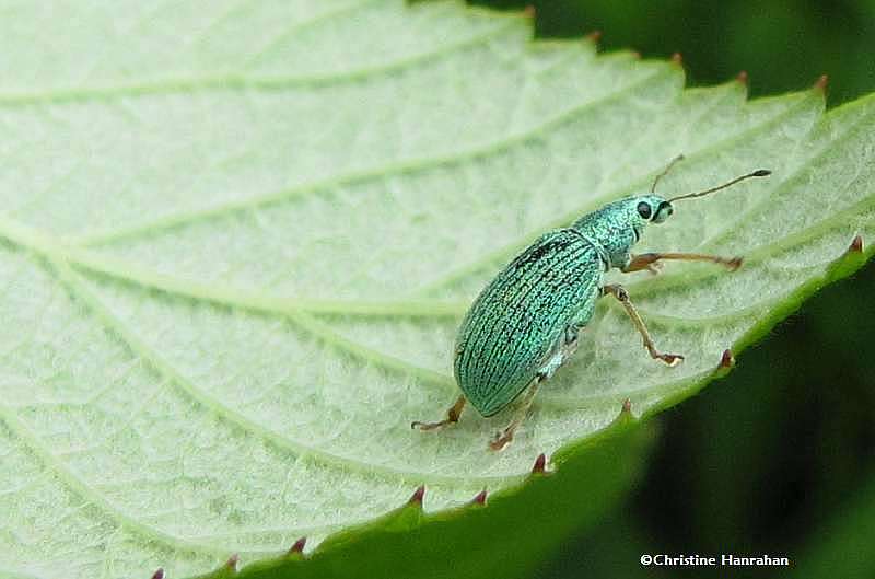 Pale Green Weevil (Polydrusus impressifons)