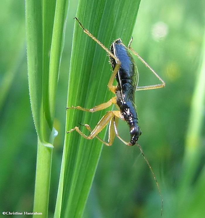 Damsel bug (Nabicula subcoleoptrata)