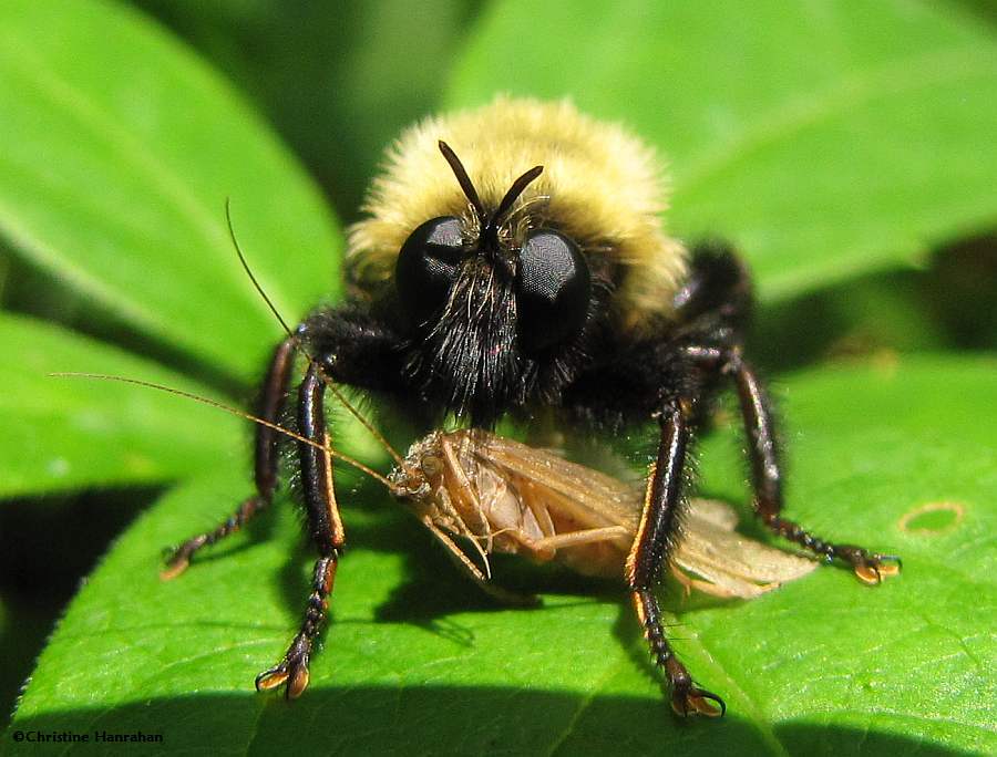 Robber fly (<em>Laphria</em>)  with prey. 